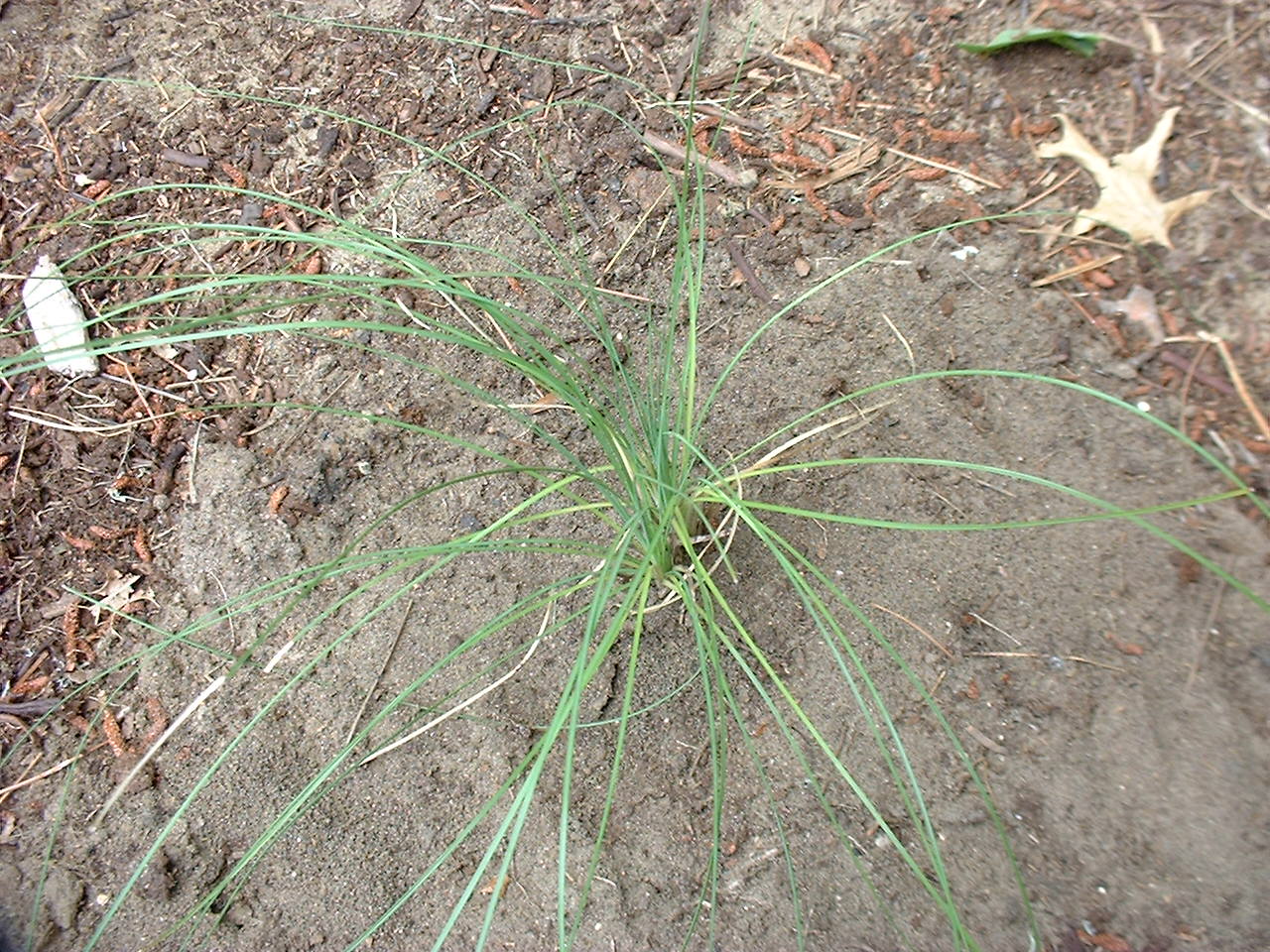 Xerophyllum asphodeloides